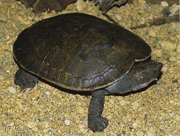 紐幾內亞盔甲龜