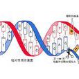 DNA 損傷修復學說