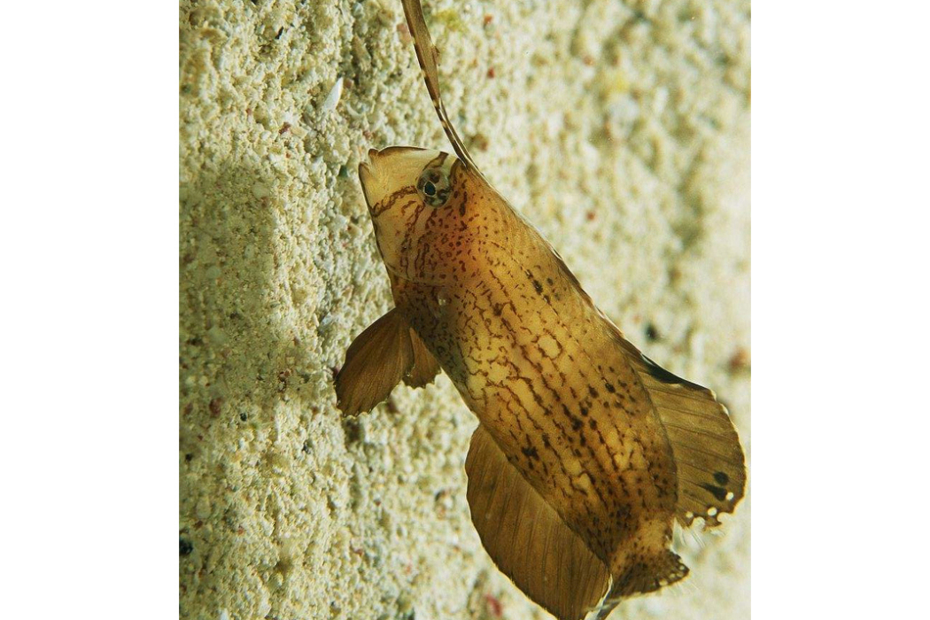 被甲剃刀魚 被甲剃刀魚