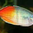 銀邊魚 銀邊魚