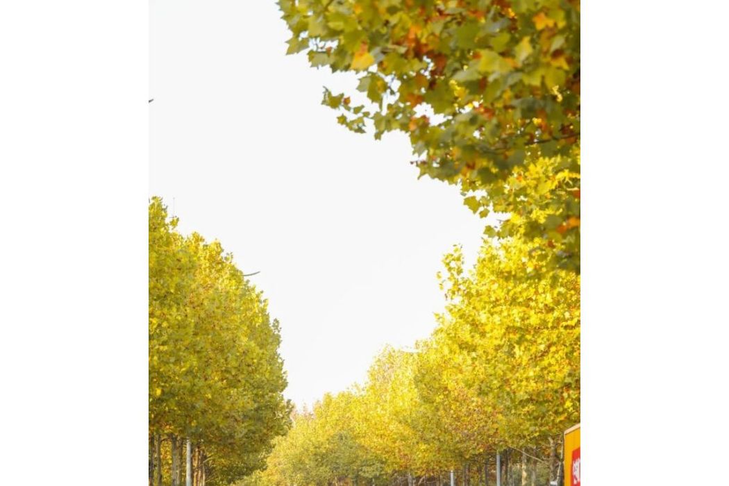 楓林路(貴州省貴陽市楓林路) 楓林路(貴州省貴陽市楓林路)