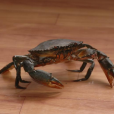 鋸緣青蟹(蝤蠓)