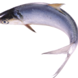 鯝魚