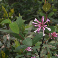 德欽蕘花 德欽蕘花