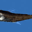 櫛棘燈籠魚 櫛棘燈籠魚