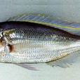 六齒金線魚 六齒金線魚