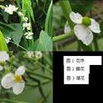 去雄 去雄