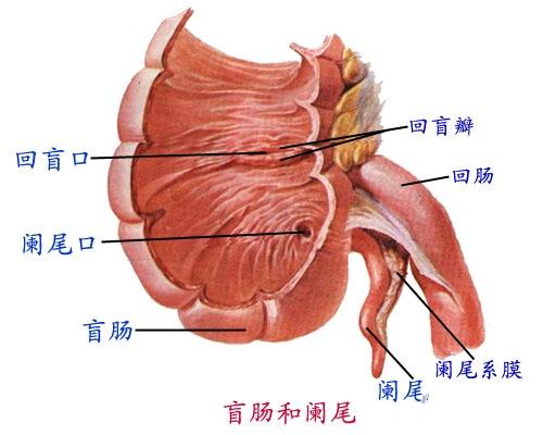 盲腸(人體器官)