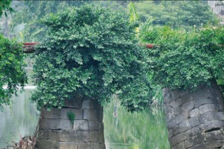 泉村 泉村