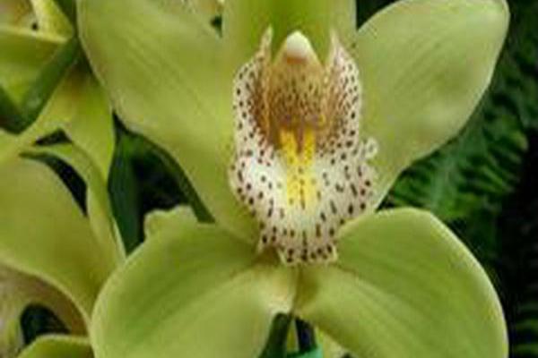 Cymbidium (group) Cymbidium (group)