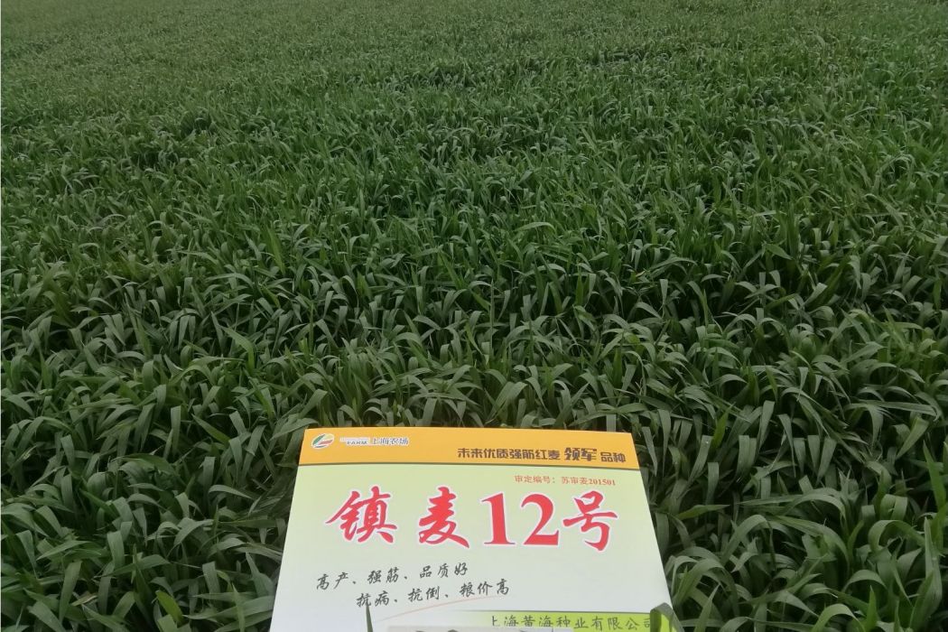 鎮麥12號 鎮麥12號