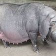 楓涇豬