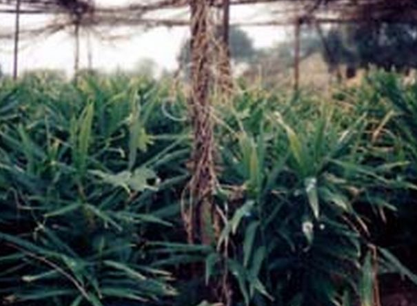 茶陵生薑 茶陵生薑