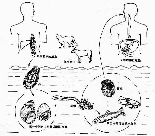 華支睪吸蟲