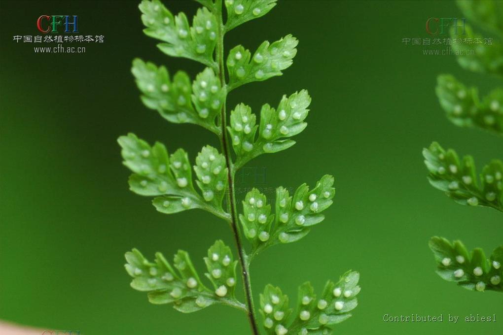 寶興冷蕨 寶興冷蕨