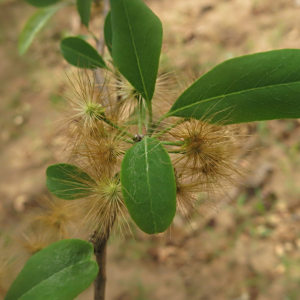 Lasiocarpus salicifolius