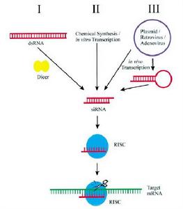 RNA乾擾(rna干涉)
