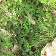 疏穗野青茅 疏穗野青茅