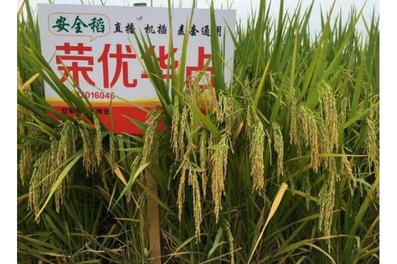 榮優華占 榮優華占