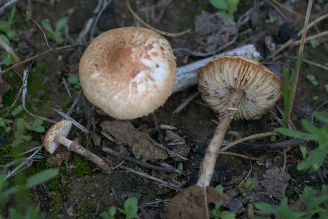 長環柄菇 長環柄菇