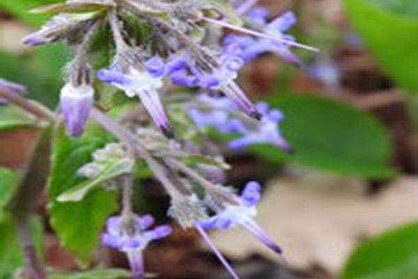 Trachystemon orientalis