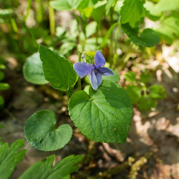 Viola nemoralis