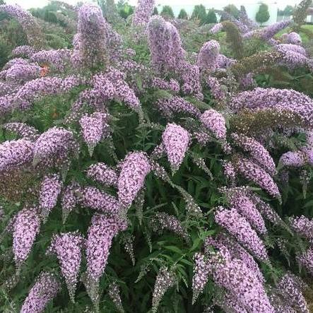 醉魚草(閉魚花)