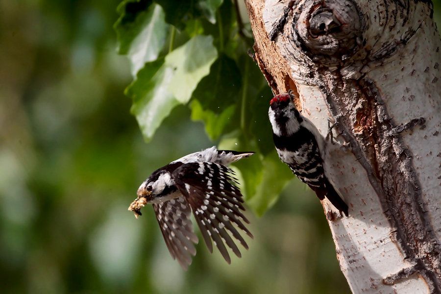 小斑啄木鳥新疆亞種