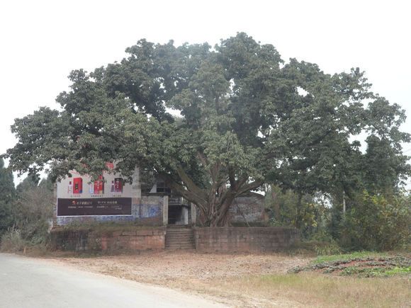 三教觀村 三教觀村
