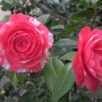 花鶴翎 花鶴翎