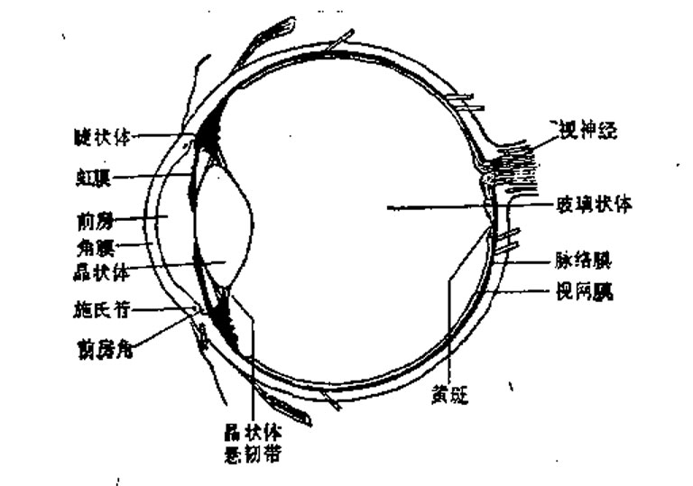眼球結構圖