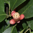 黑老虎(木蘭目五味子科植物)