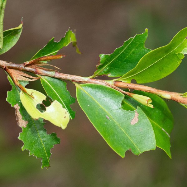 Erythroxylum mucronatum