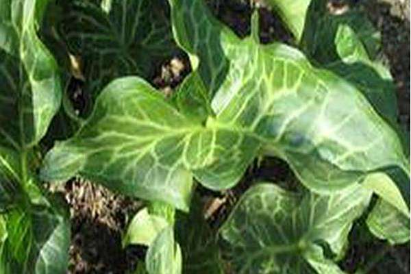 Arum italicum subsp. italicum \x27Marmoratum\x27 Arum italicum subsp. italicum \x27Marmoratum\x27