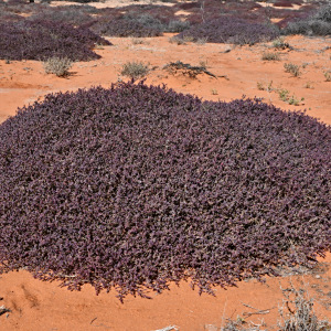 Tecticornia calyptrata