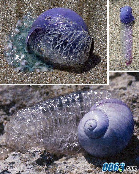 紫色海蝸牛