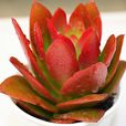 火祭(薔薇目景天科植物) 火祭(薔薇目景天科植物)