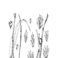龍常草(龍常草) 龍常草(龍常草)