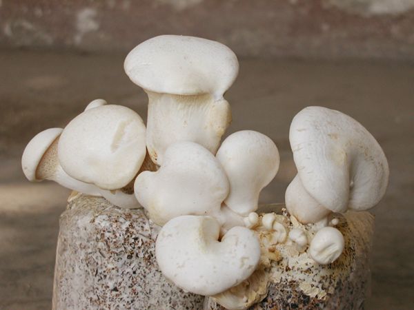 阿巍菇 阿巍菇