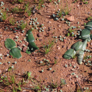 Strumaria merxmuelleriana