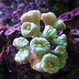 綠叉枝幹星珊瑚