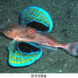 日本紅娘魚 日本紅娘魚