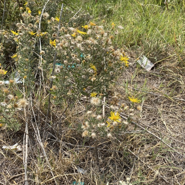 Heterotheca canescens