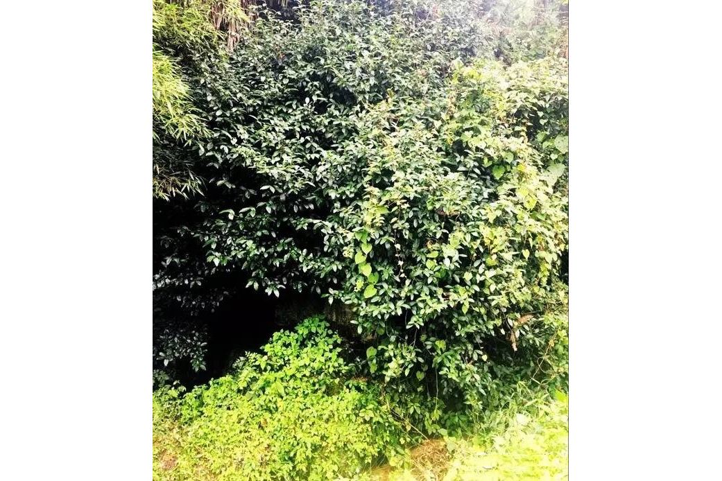 秦巴茗冠 秦巴茗冠