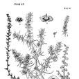 青海豬毛菜 青海豬毛菜