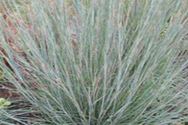Schizachyrium scoparium \x27Prairie Blues\x27 Schizachyrium scoparium \x27Prairie Blues\x27