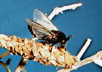 Thyridopteryx meadi，蓑蛾的一種。