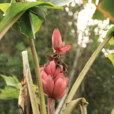 阿希蕉 阿希蕉
