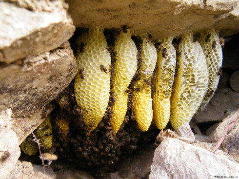 蜜蜂岩