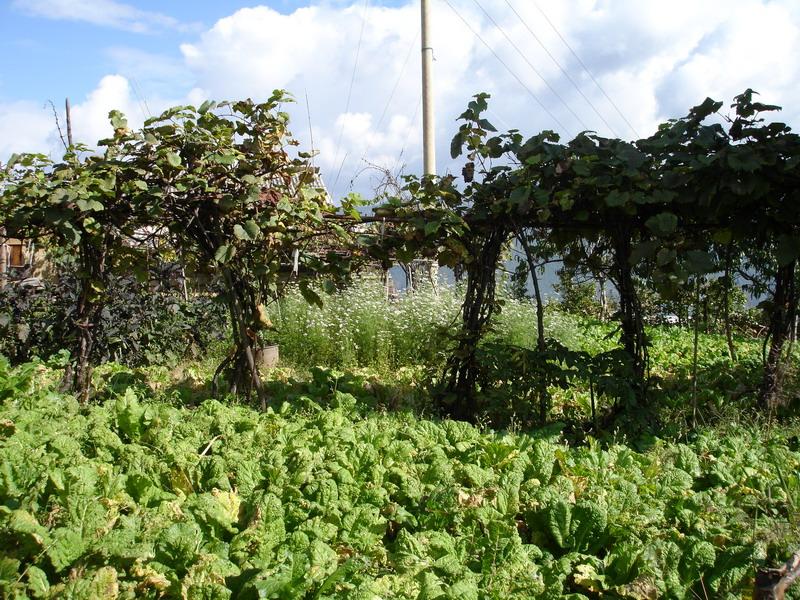 種植業